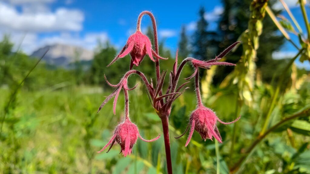 prairie smoke