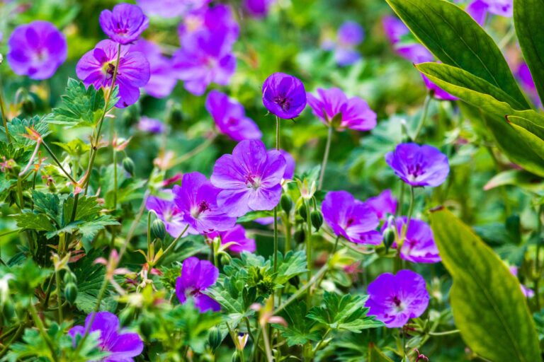 10 Sterke Tuinplanten Die Perfect Tegen Het Nederlandse Weer Kunnen