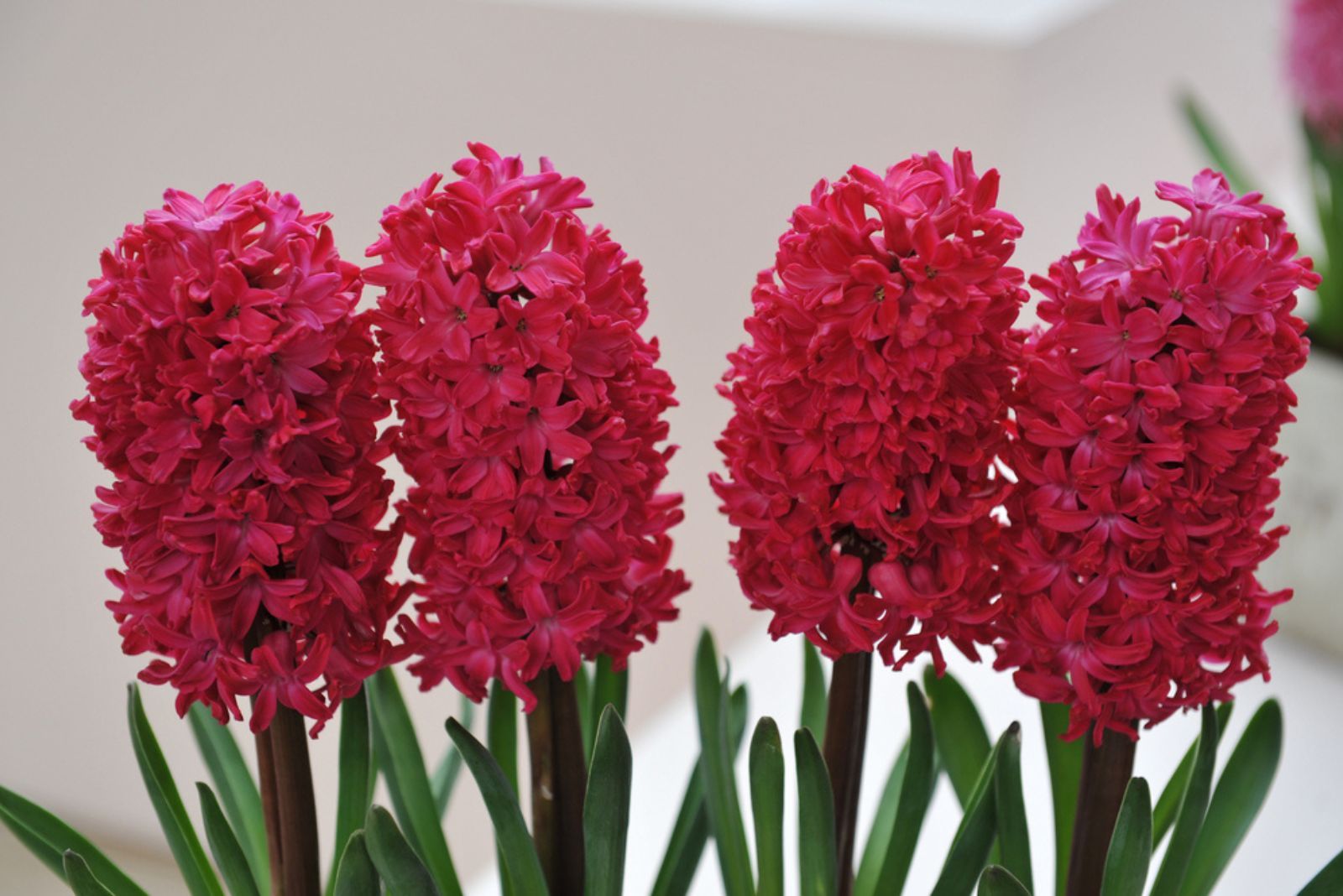 red Hyacinths