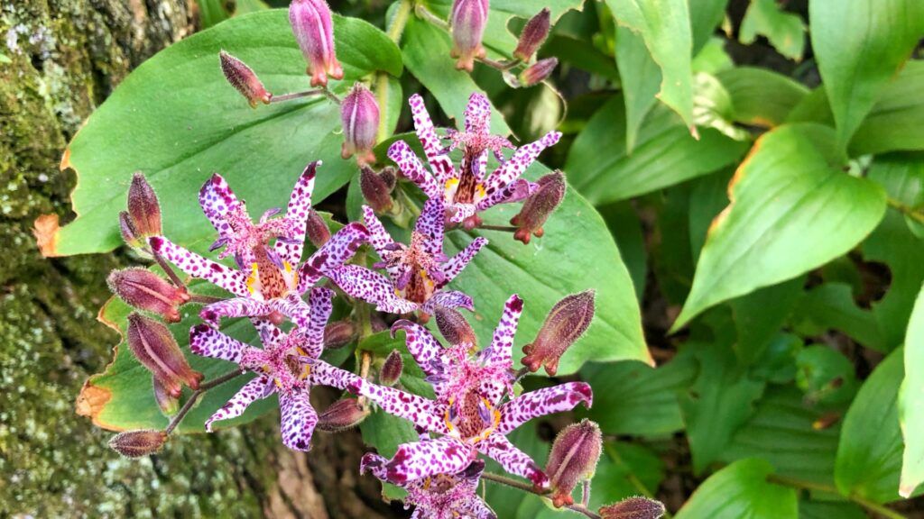 toad lily flowers