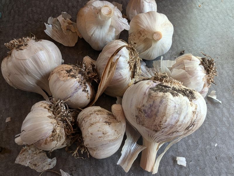 Garlic