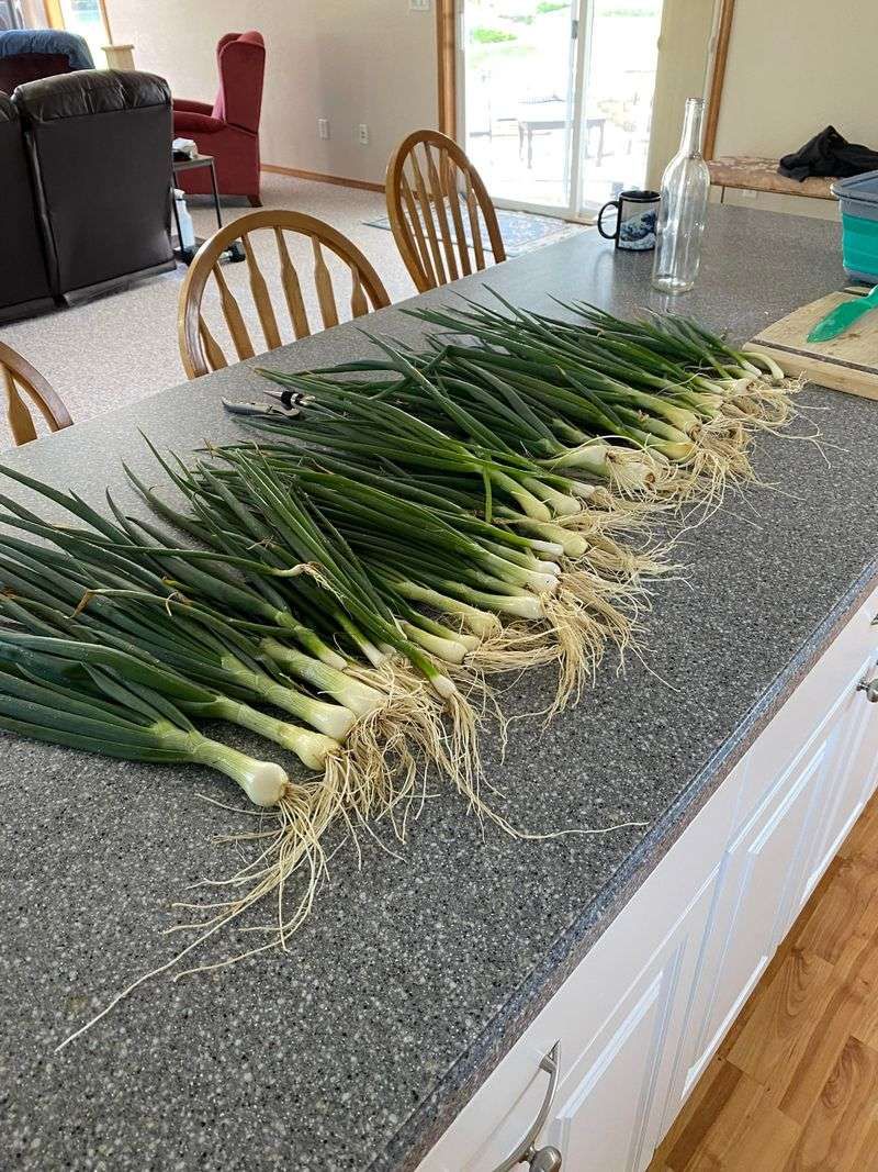 Green Onions