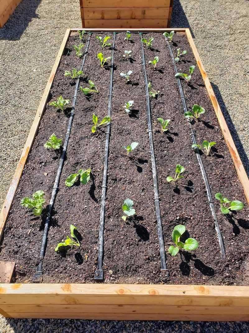 Install drip irrigation