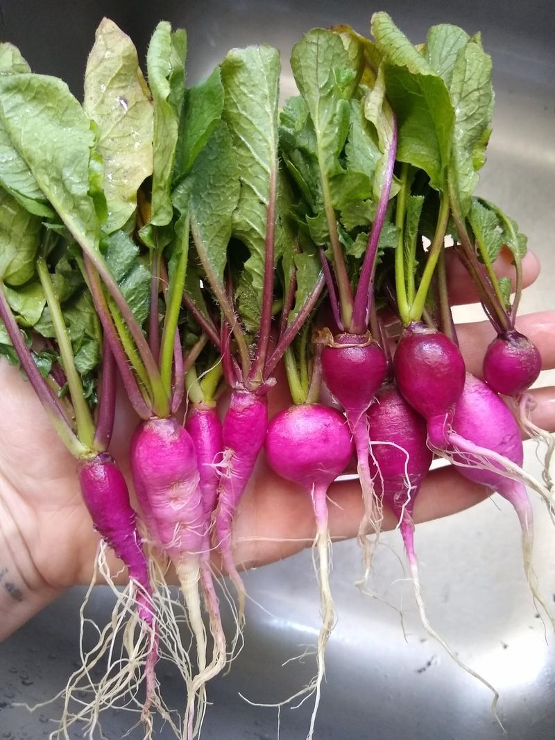 Radishes