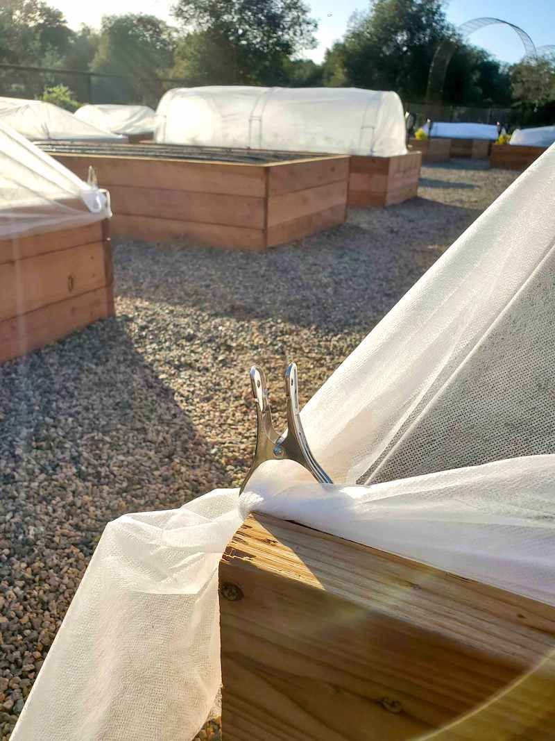 Use row covers for early planting