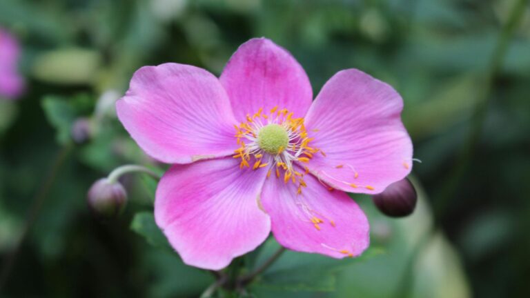 17 roze vaste planten die blijven terugkomen zodra je ze hebt geplant