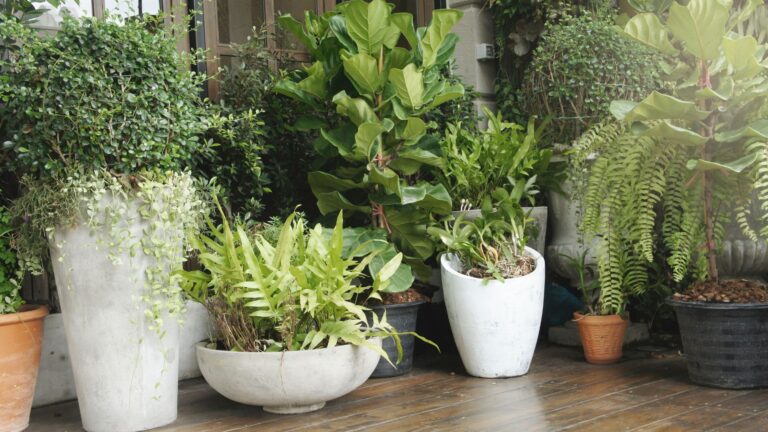33 planten voor je terras die perfect groeien in potten