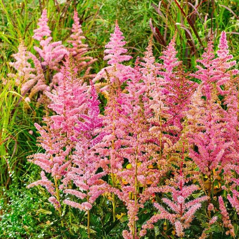 Astilbe
