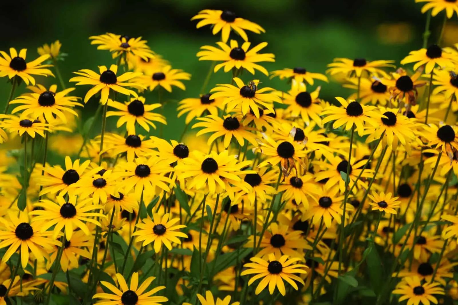Black Eyed Susan - Flower