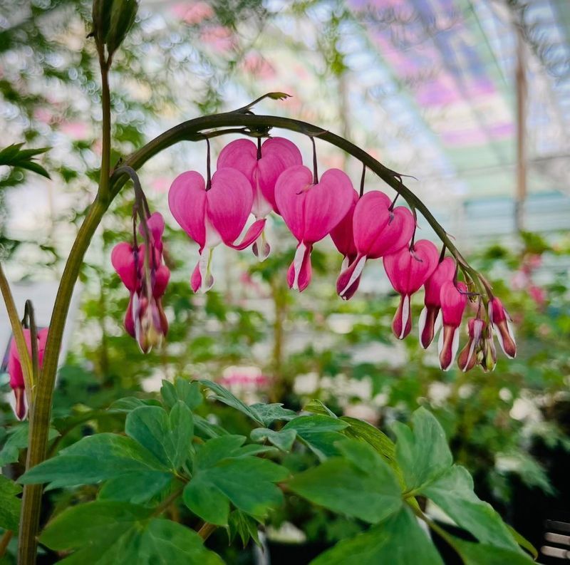 Bleeding Heart