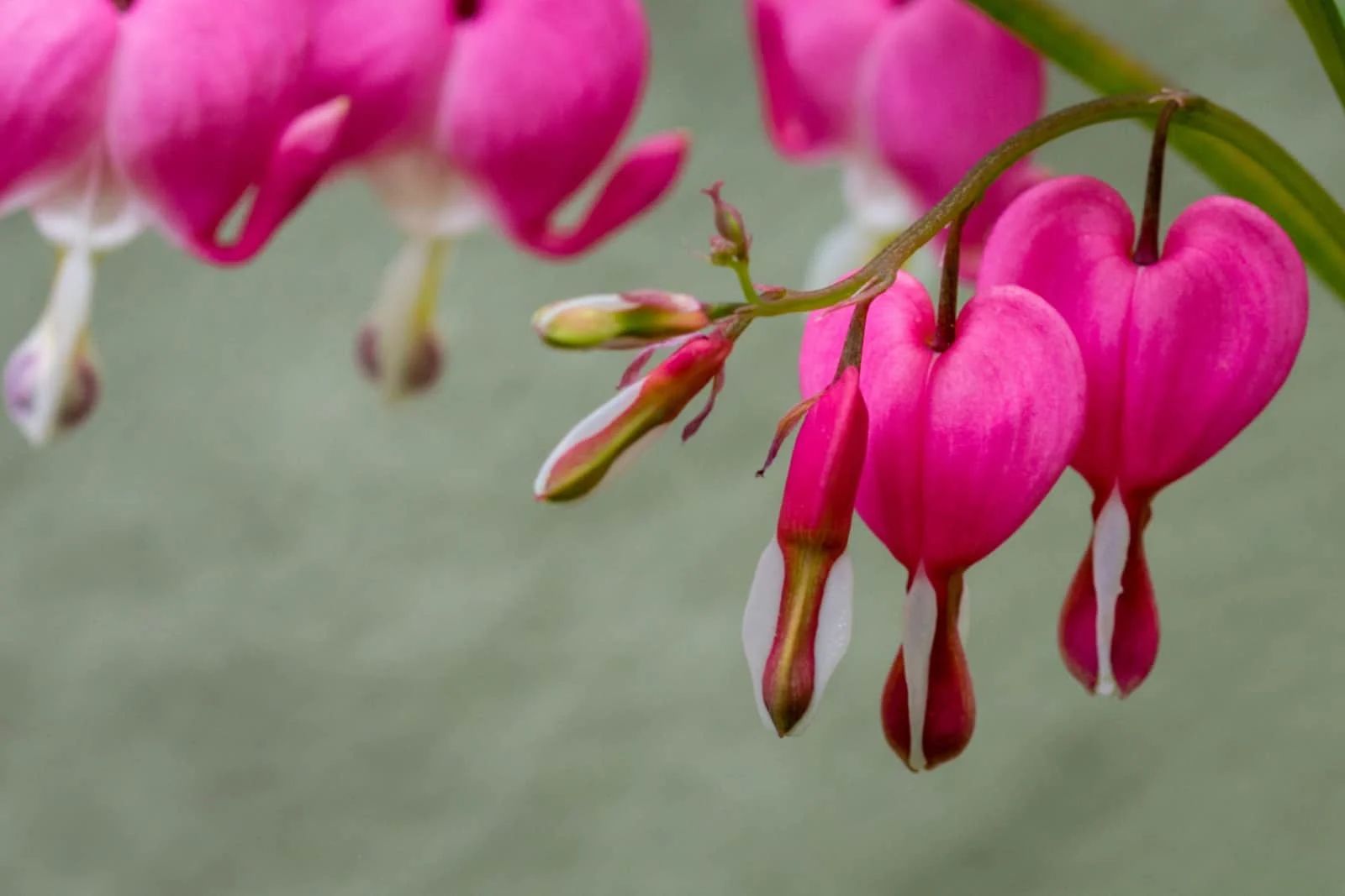 Bleeding heart Luxuriant