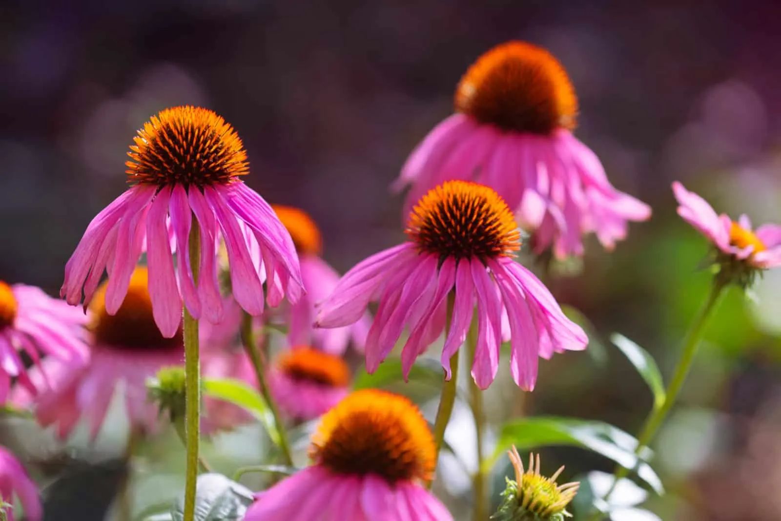 Blooming purple coneflower.
