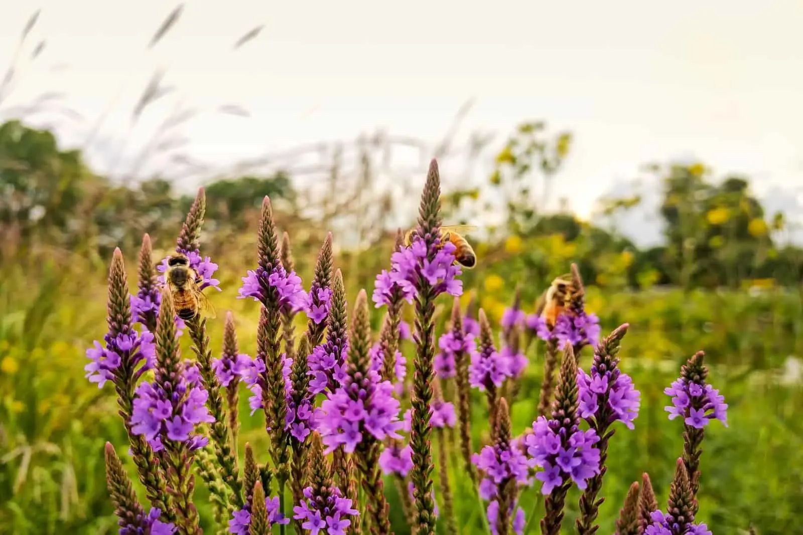Blue vervain herb.