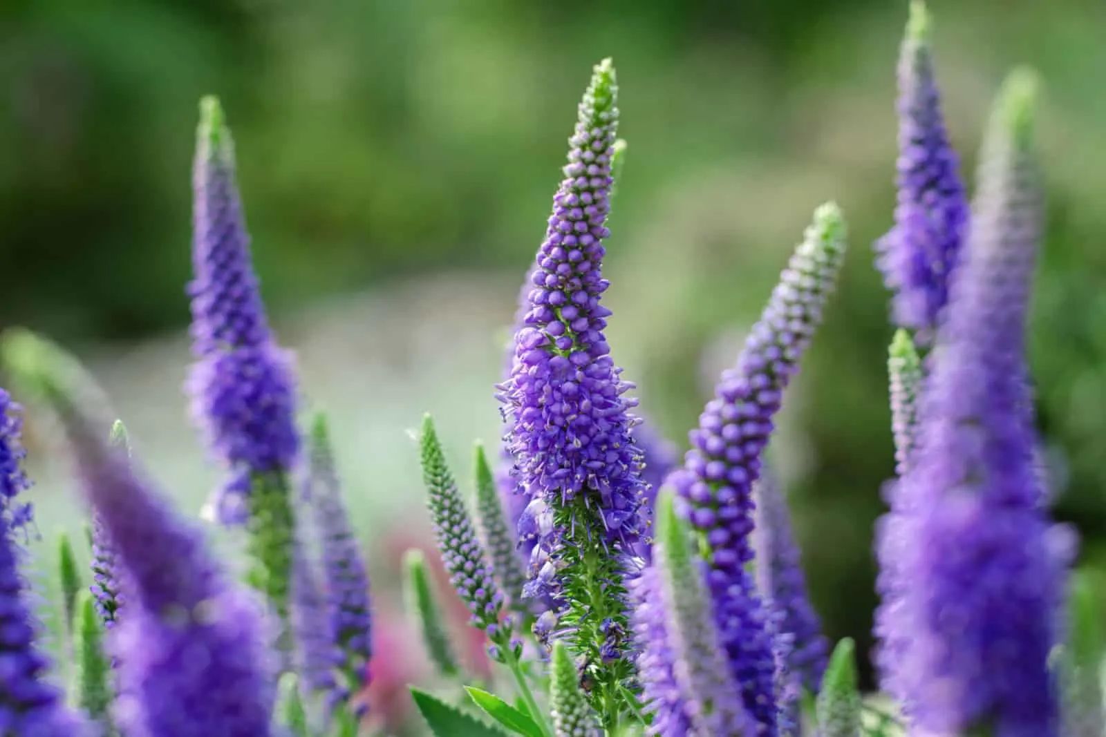 Close up of Beautiful Purple Spiked Speedwell