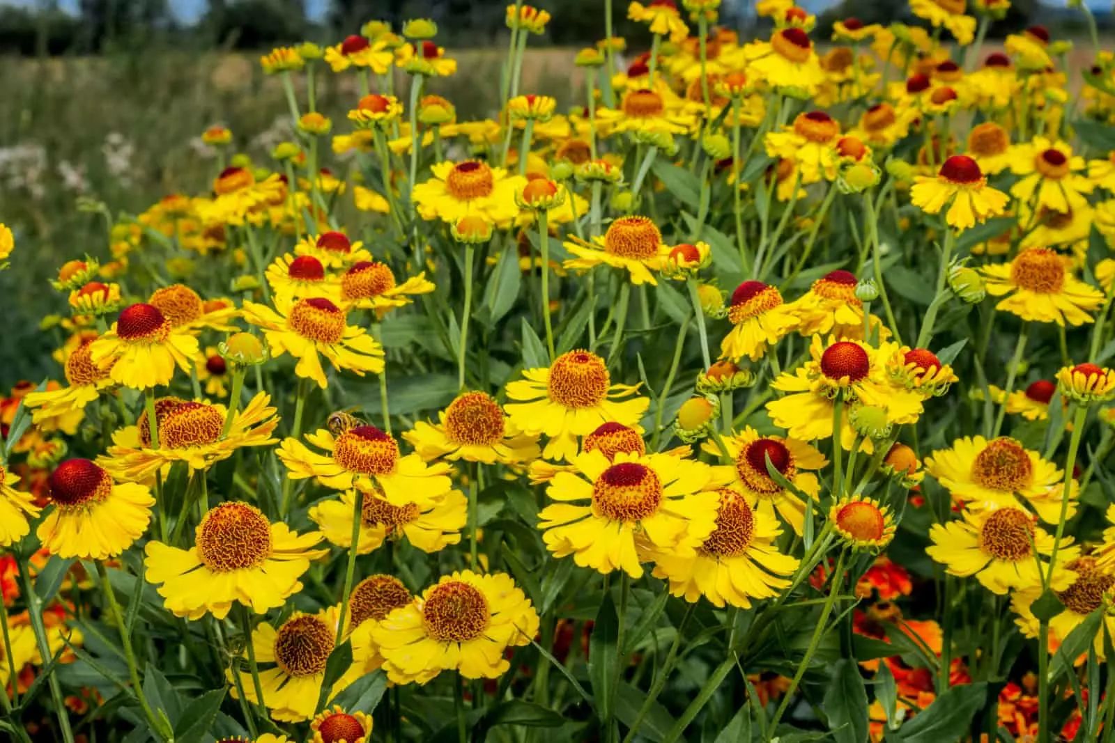 Common Sneezeweed (Helenium autumnale) in garden