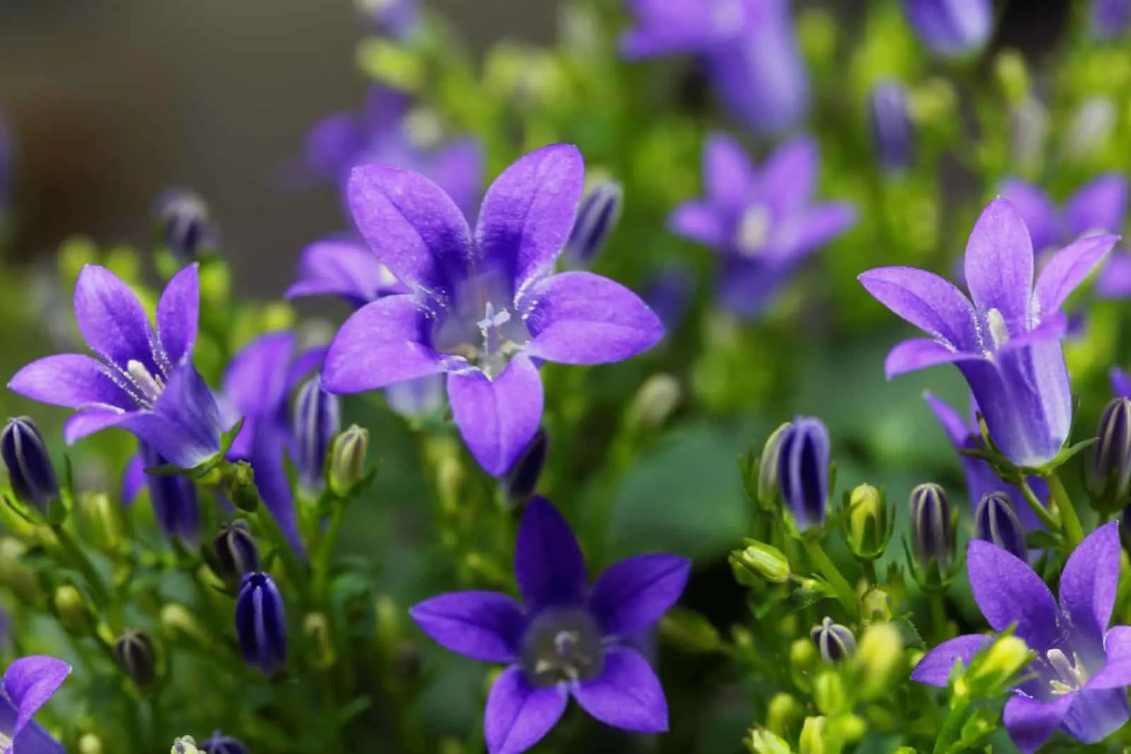 Flowers of a dalmatian bellflower (Campanula portenschlagiana)