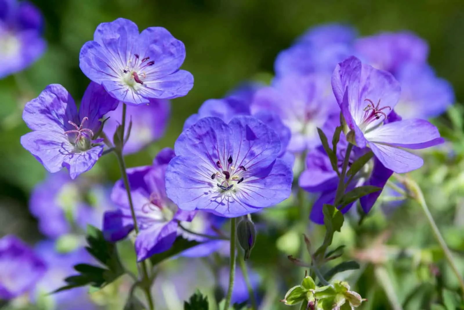 Geranium Rozanne in bloom