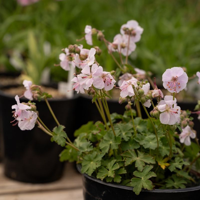 Hardy Geranium (Cranesbill)