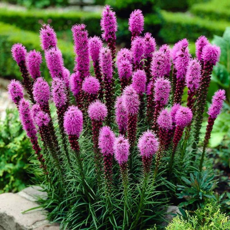 Liatris Spicata (Blazing Star)
