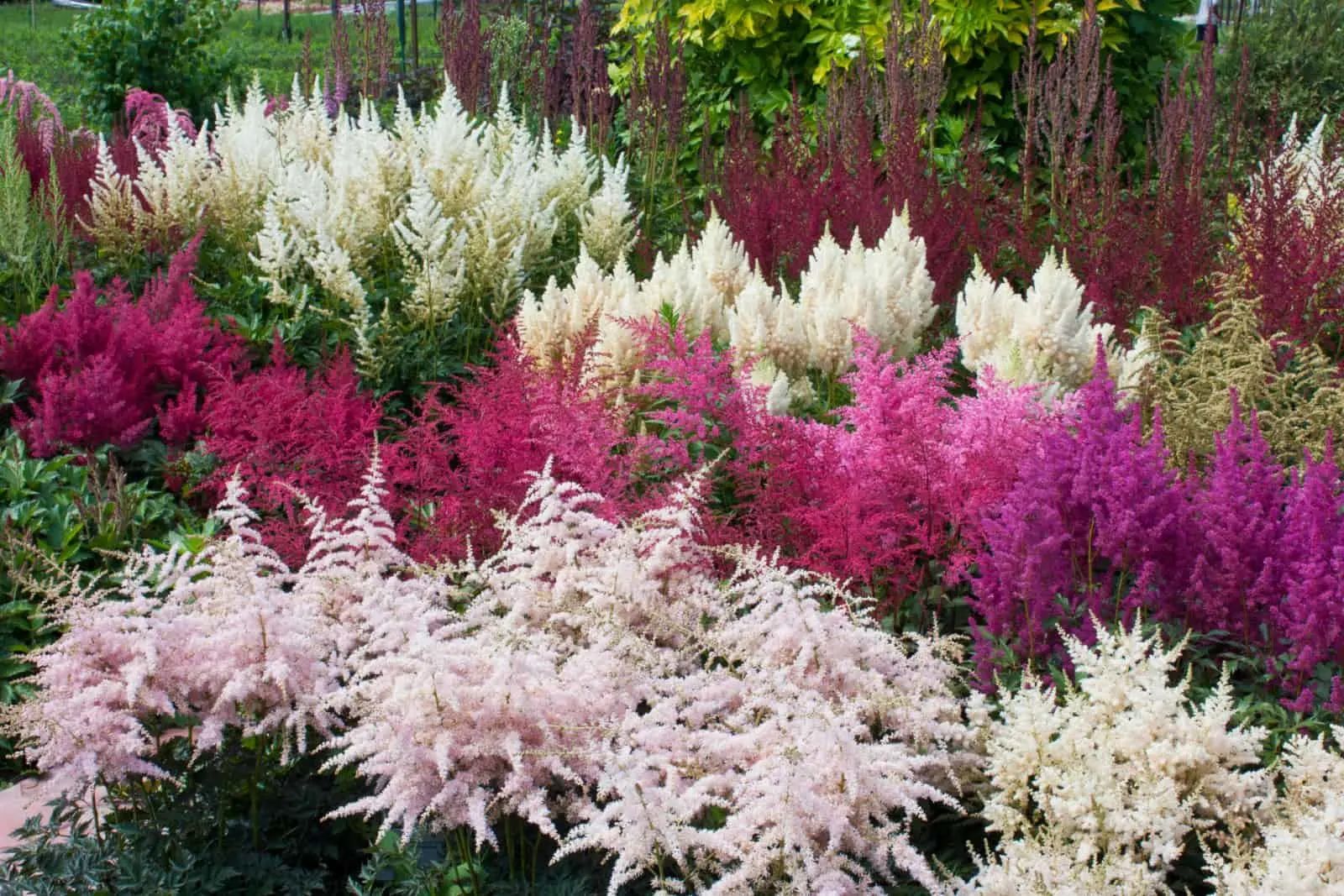 Multicolored astilbe plants in garden (2)