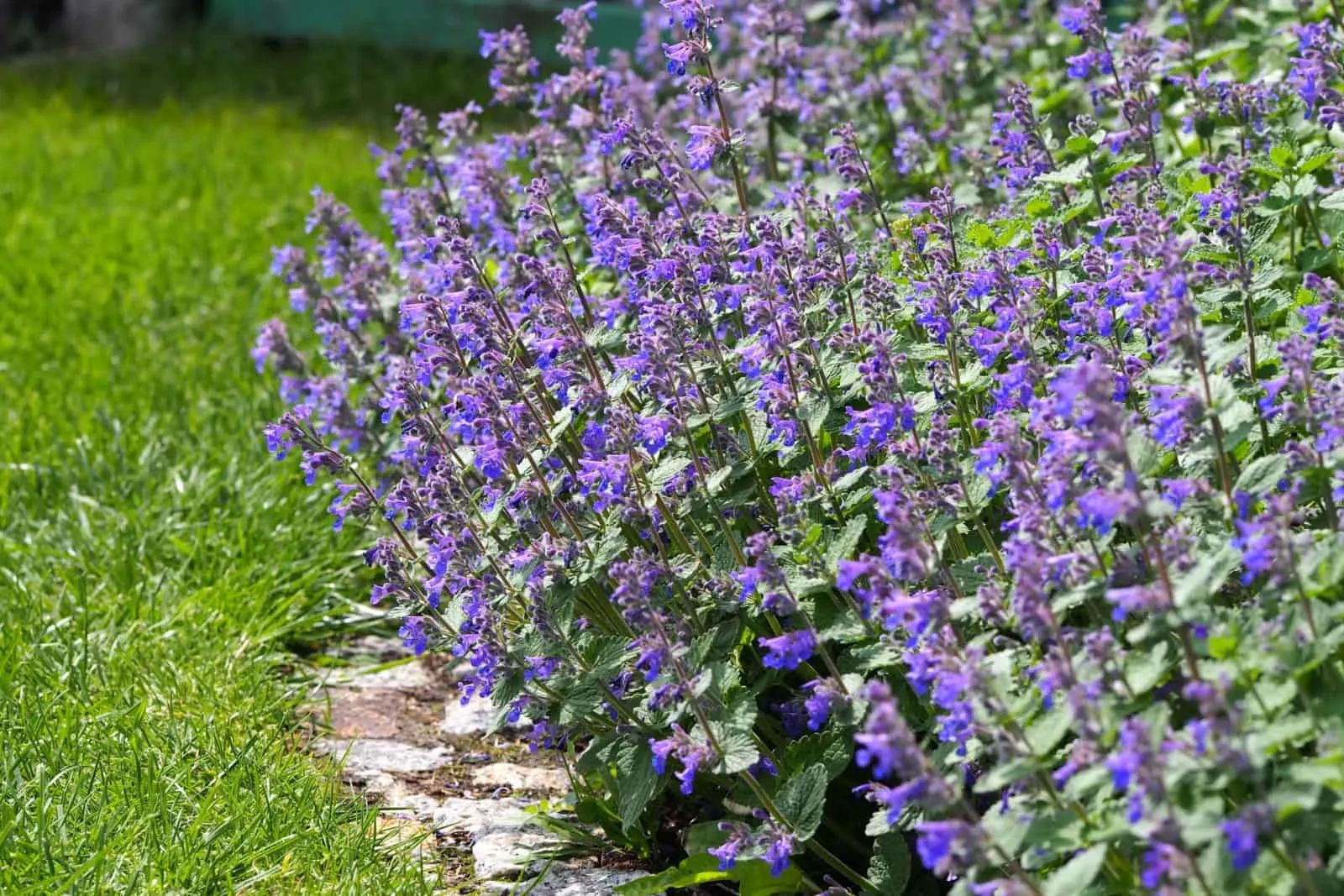 Nepeta faassenii (catmint, Faassen's catnip) in full bloom