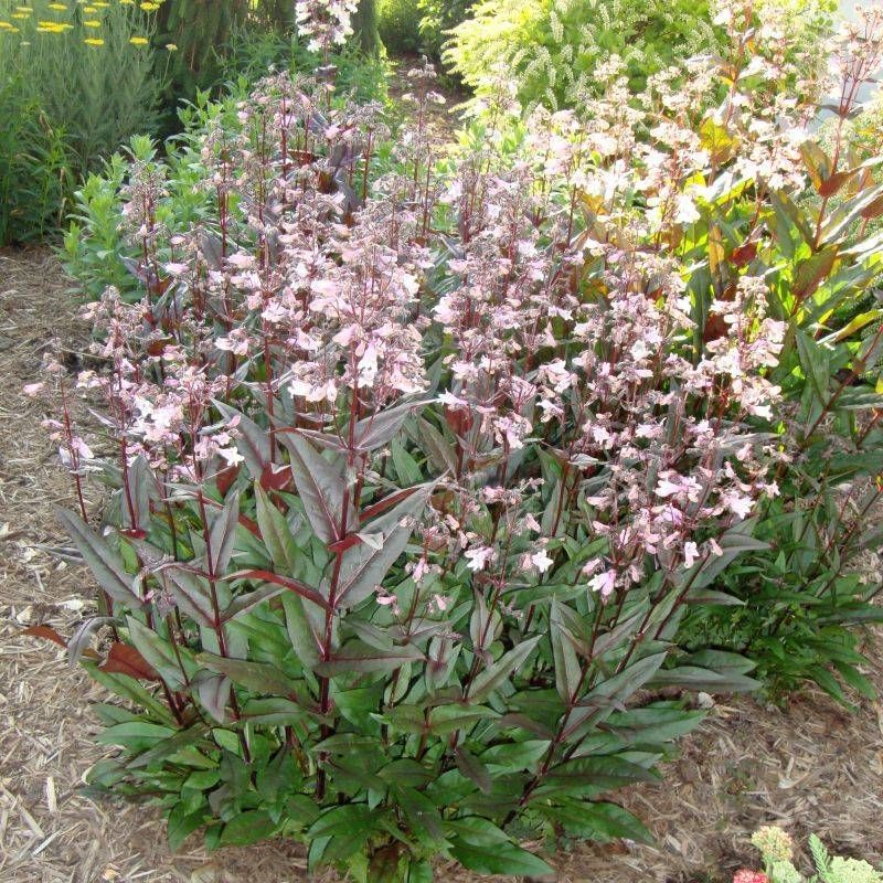 Penstemon 'Husker Red'