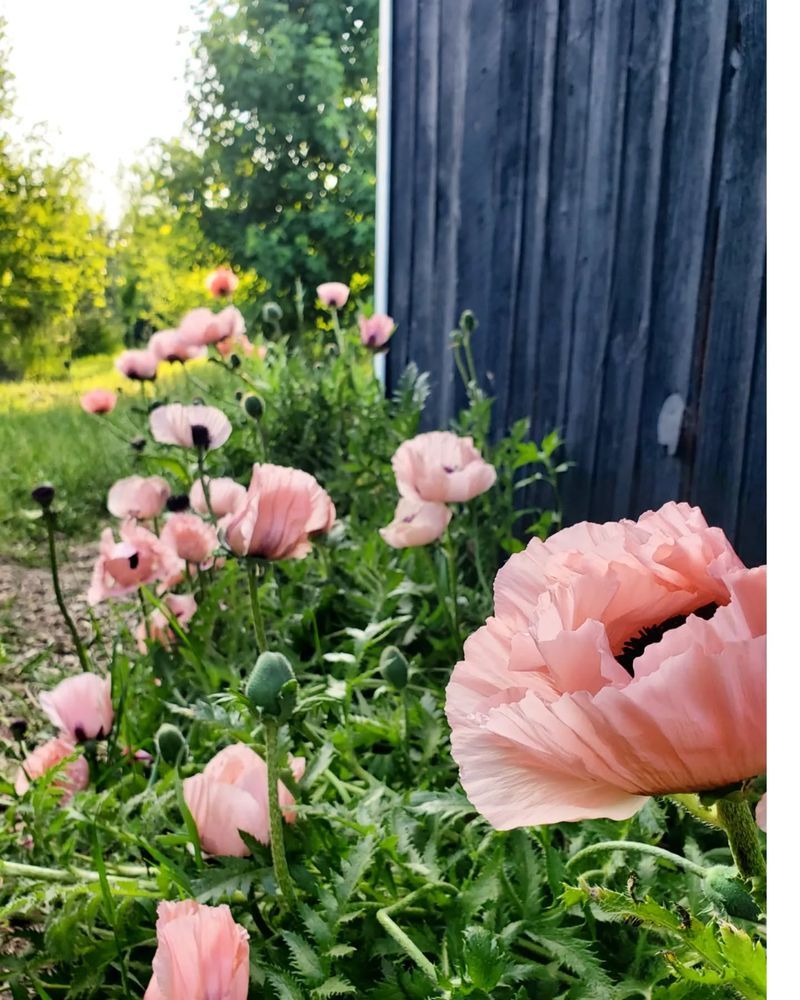 Pink Oriental Poppies