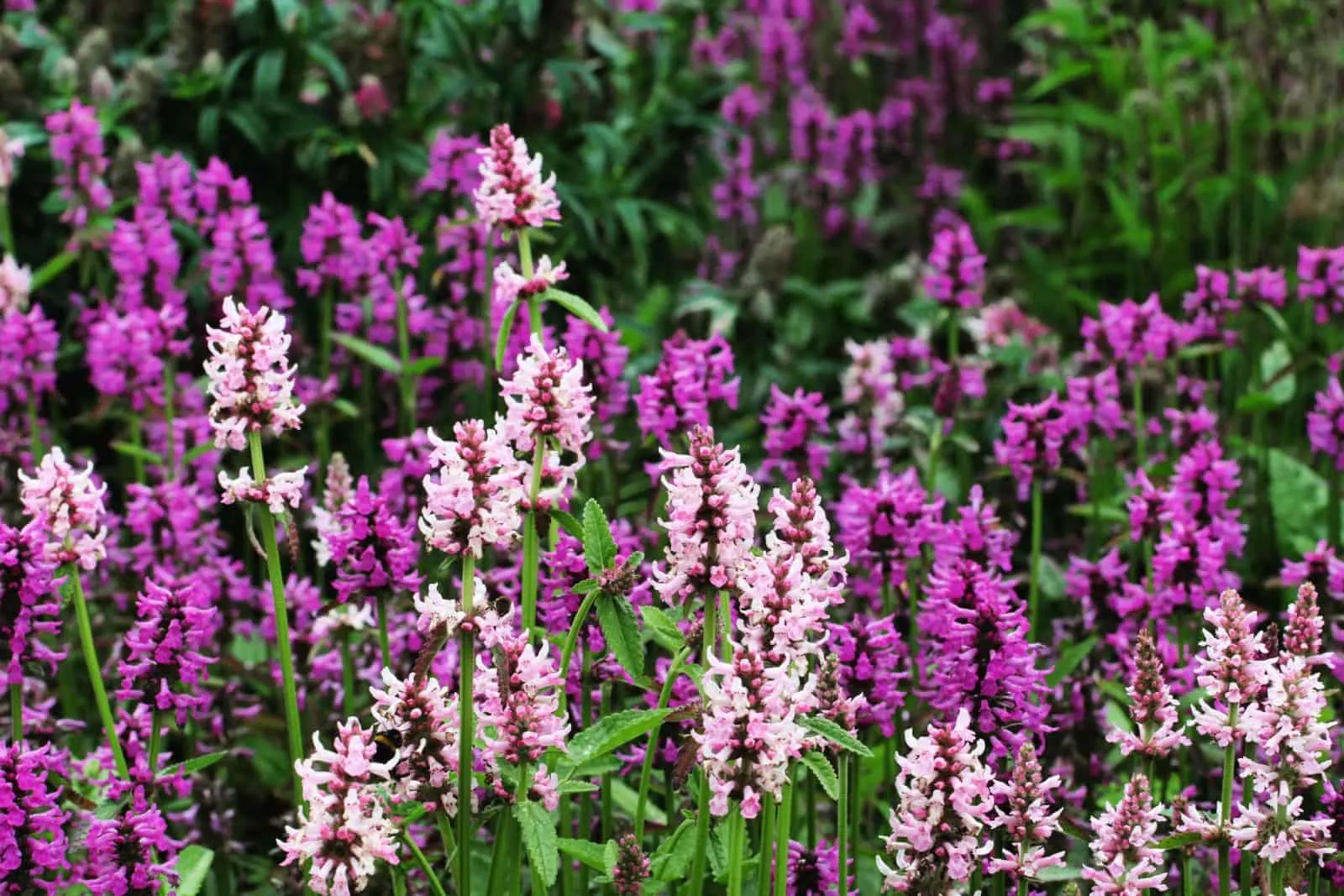 Purple 'wood betony'