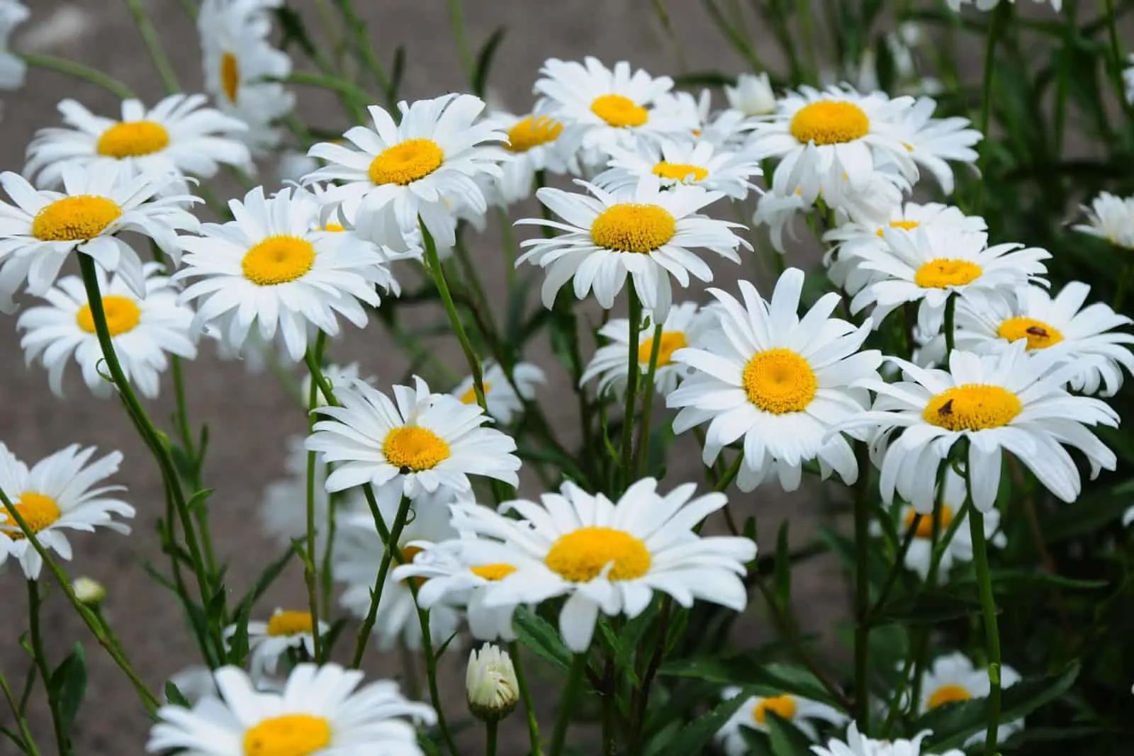 Shasta Daisy flowers