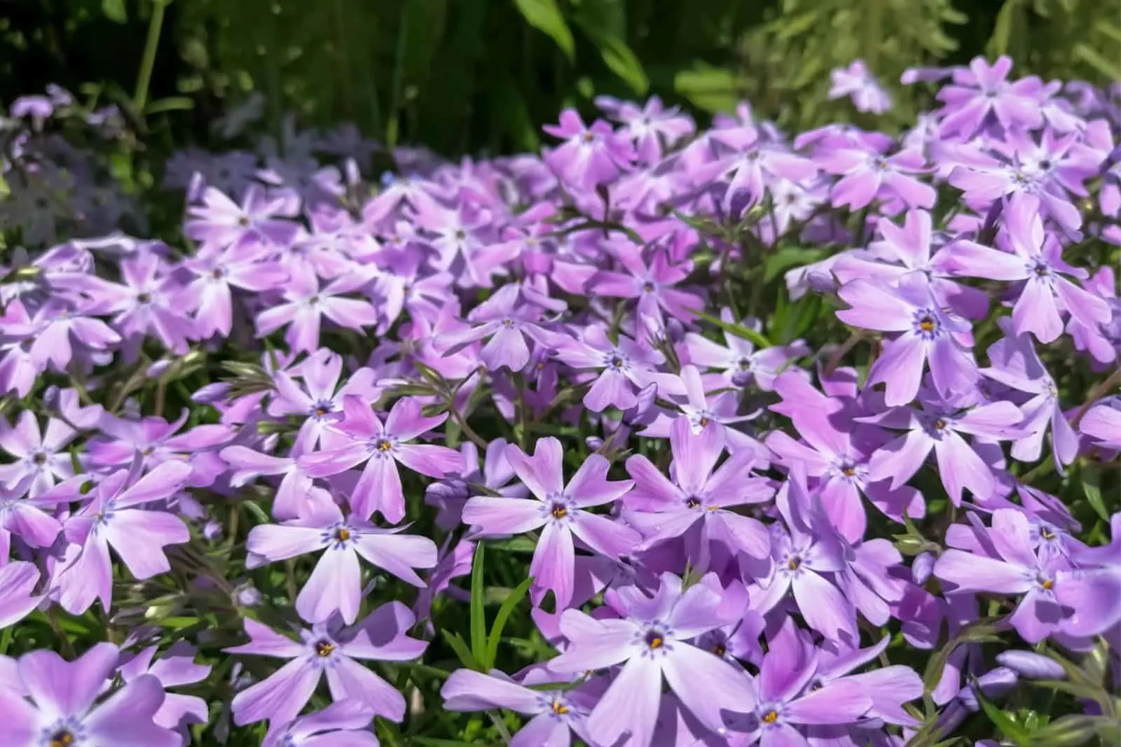 Spring flowers of phloxi creeping