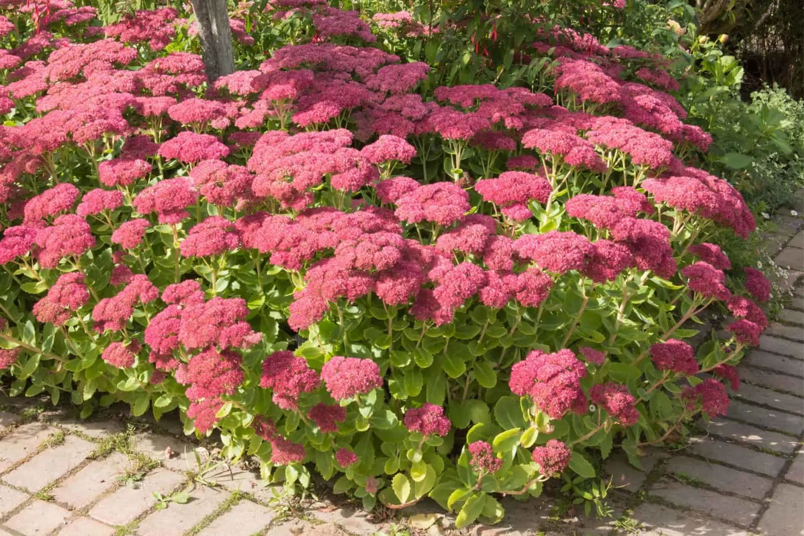 Stonecrop 'Autumn Joy