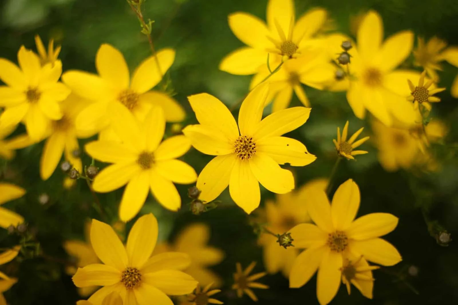 Threadleaf Coreopsis