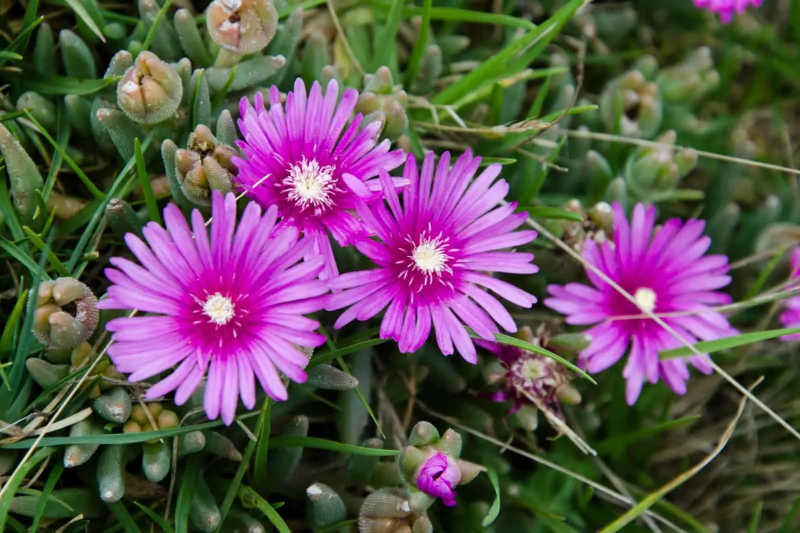 Trailing ice plant