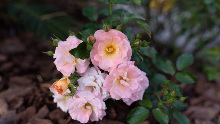 Bekijk deze 8 makkelijk te kweken vaste planten die elke luie tuinier nodig heeft