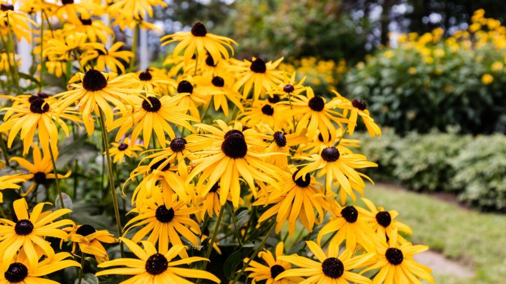 black eyed susan
