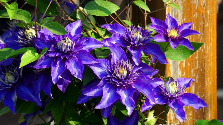 Hoe en wanneer je clematis moet bemesten voor de grootste en kleurrijkste bloemen