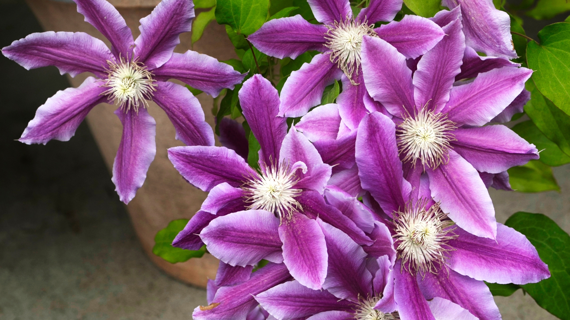 potted clematis