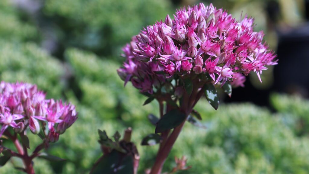 stonecrop