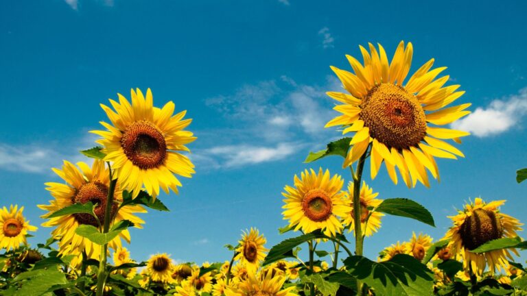 17 budgetvriendelijke planten om lege plekken in je tuin te vullen vóór de zomer