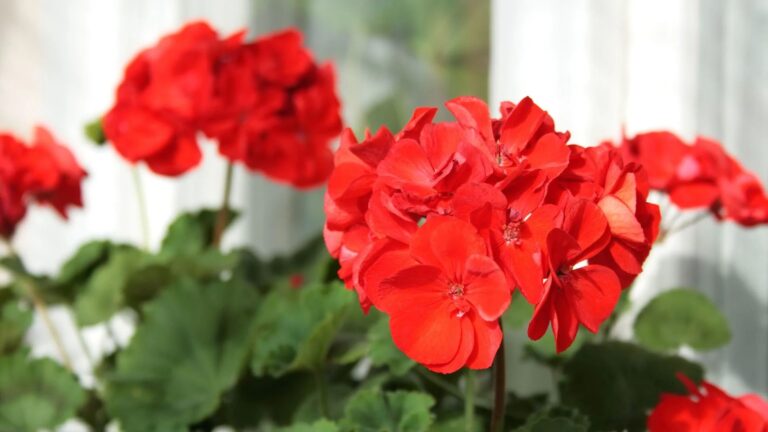 5 eenvoudige methoden om je geraniums het hele seizoen te laten bloeien