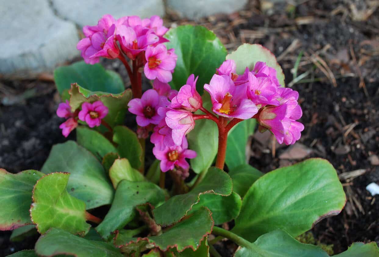 Bergenia