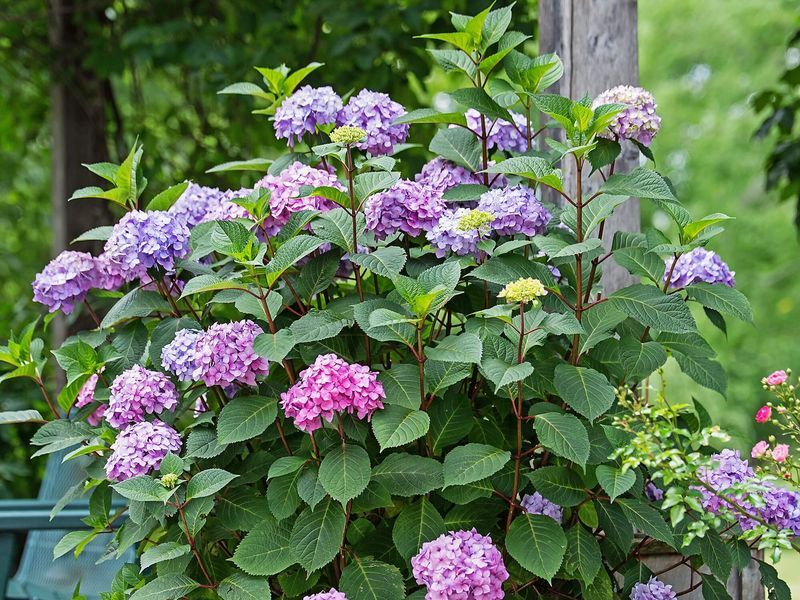 Bigleaf Hydrangea (Hydrangea macrophylla)