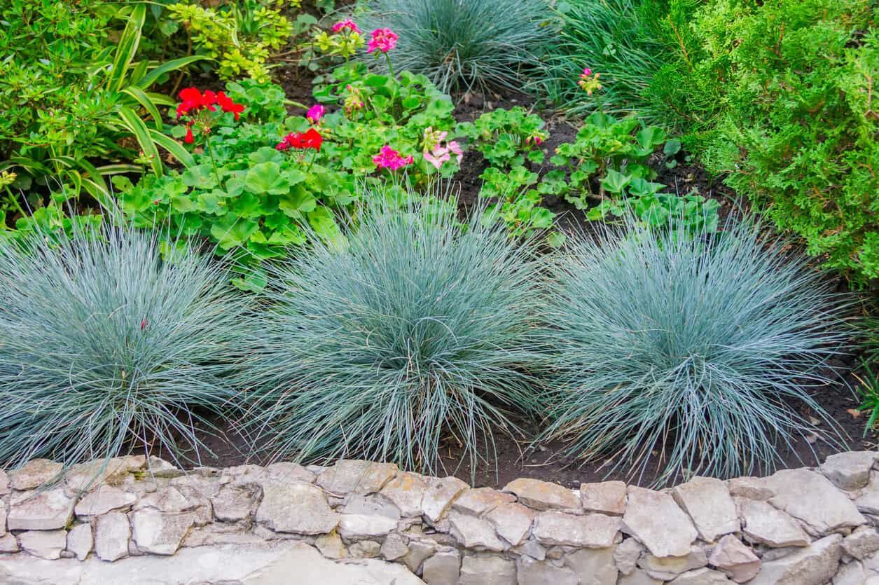 Blue Fescue