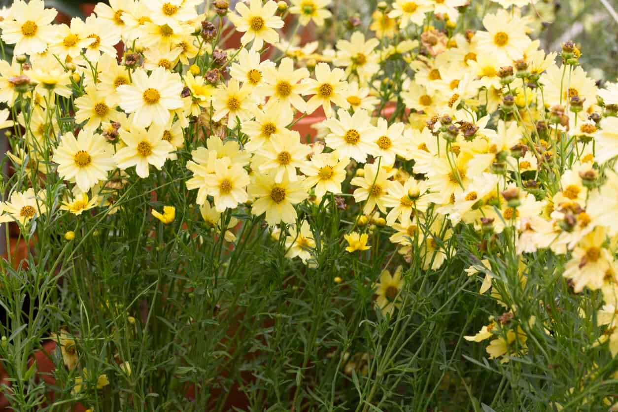 Coreopsis Moonbeam