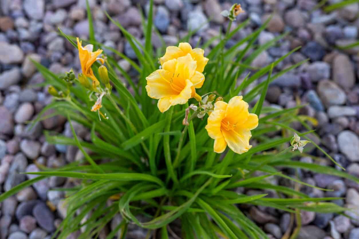 Daylily 'Stella de Oro'