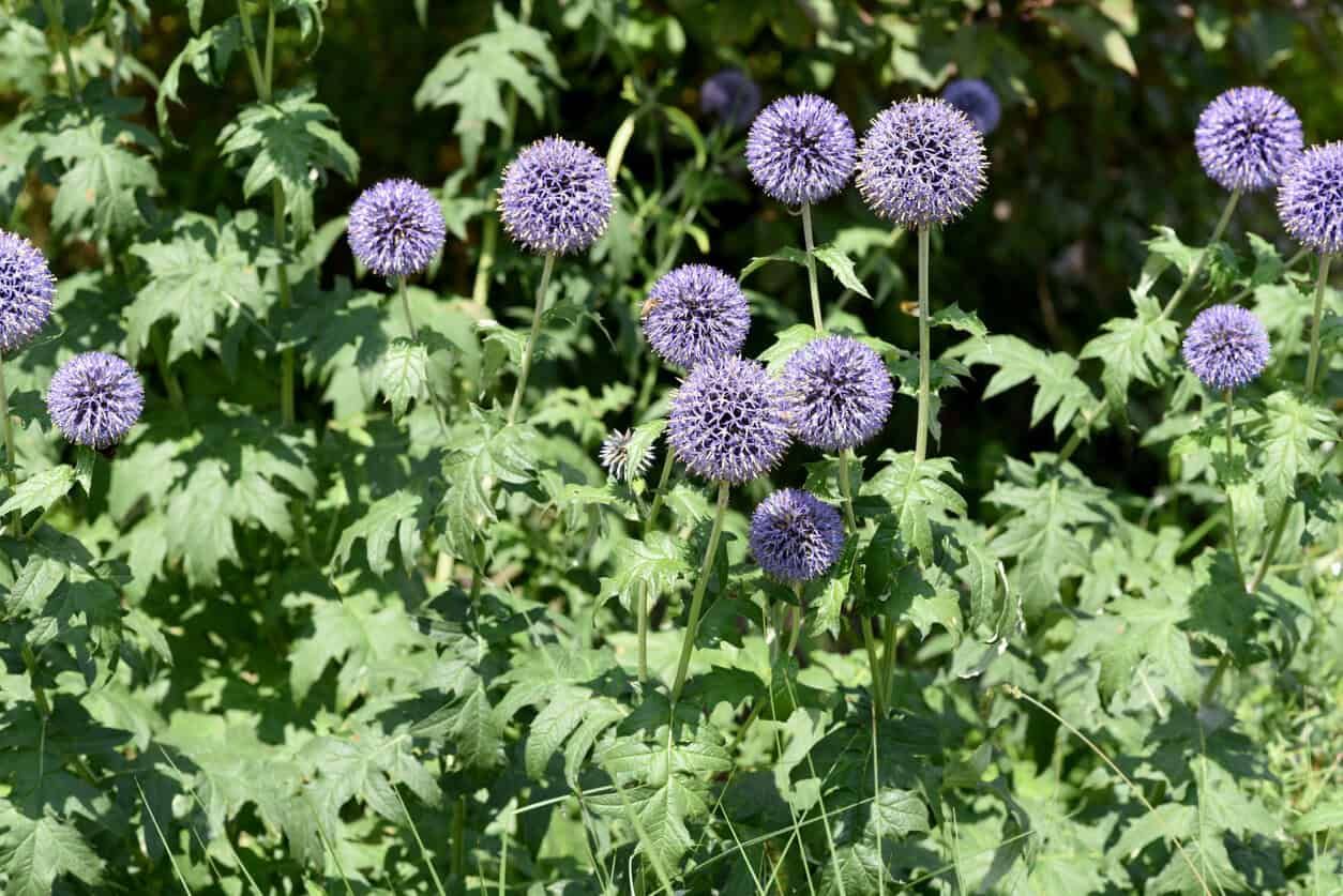 Globe Thistle
