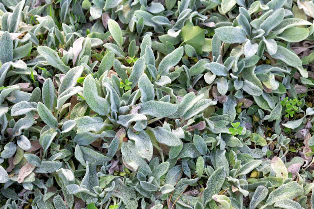 Lamb’s Ear Silver Carpet