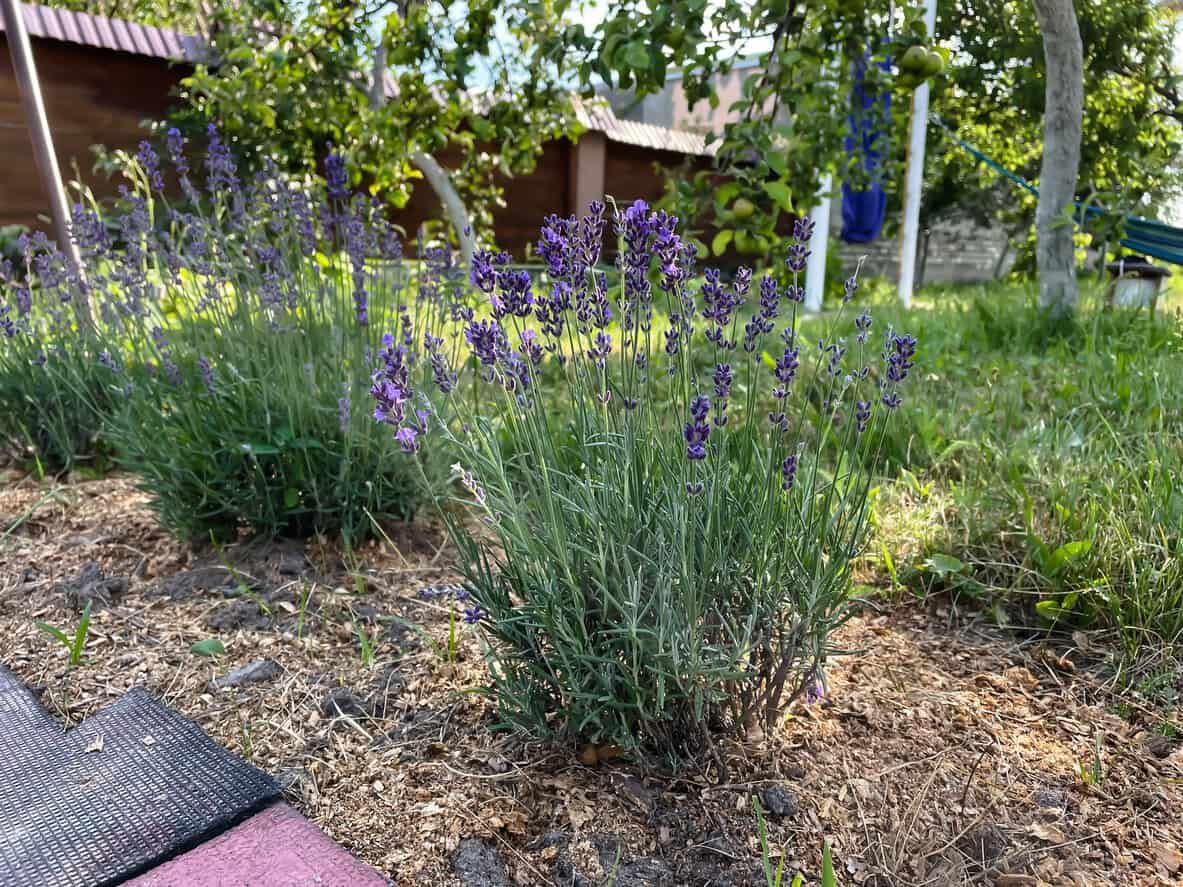 Lavender
