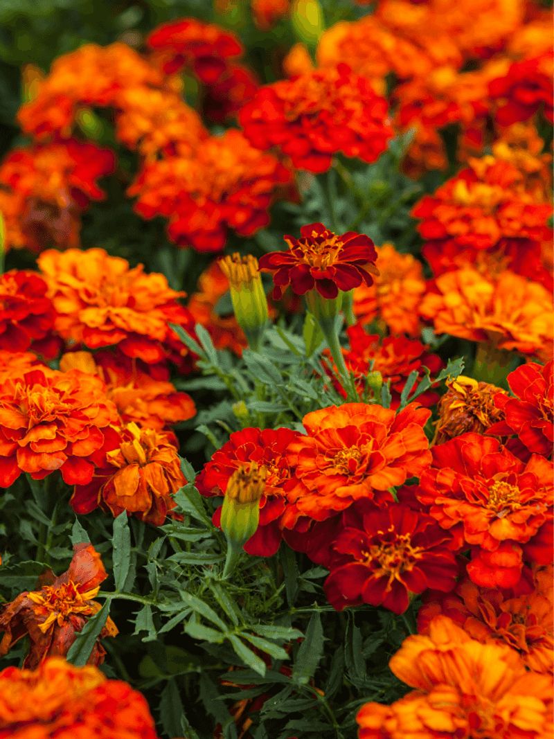 Marigolds