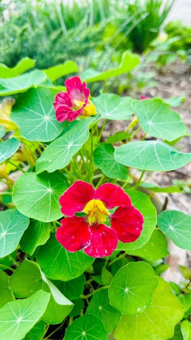 Nasturtiums